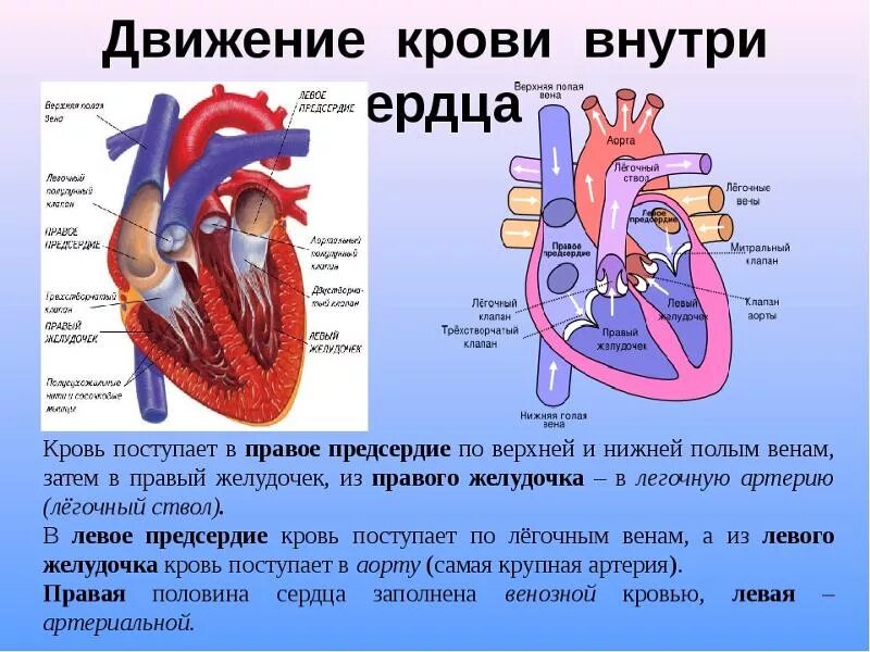 Строение сердца с венозной и артериальной крови. Как кровь поступает в сердце. В правое предсердие кровь поступает по. Артериальная кровь в сердце.