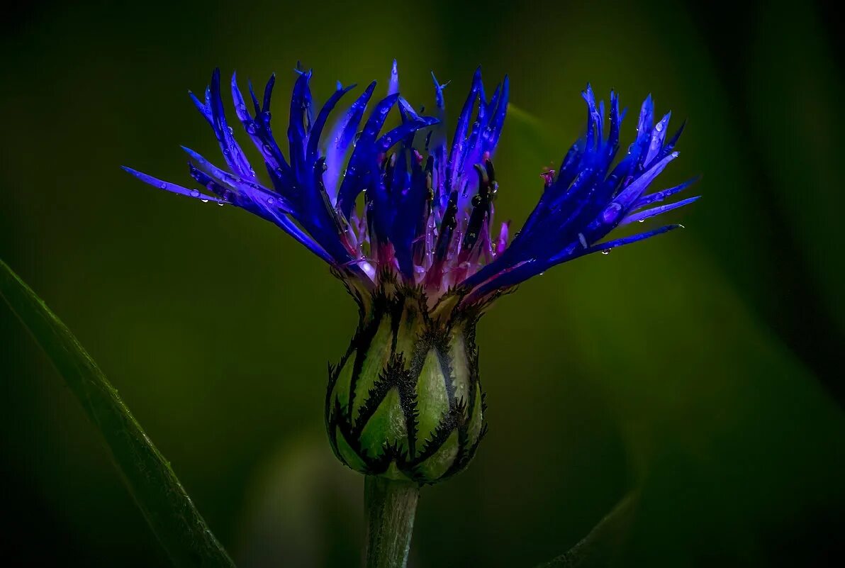 тиря. киево-выдубицкого монастыря. префектура гумма япония. гадюка динника vipera dinniki. выдубицкий монастырь строительные леса.