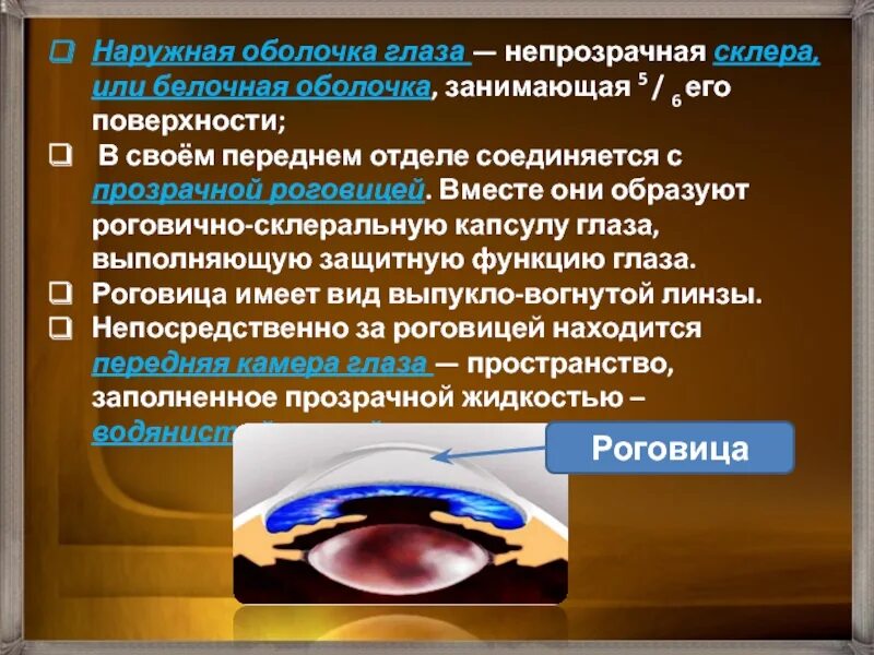 Функции защиты глаза. Белочная оболочка функции. Наружная оболочка глаза склера. Белочная оболочка глаза строение и функции. Белочная оболочка глаза функции.