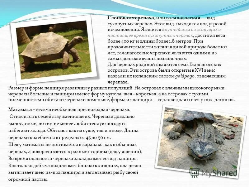 Красноухая сухопутная черепаха в домашних. Сколько черепаха находится на суше. Сколько черепаха находится на суше. Морские и пресноводные черепахи. Красноухая болотная черепаха.