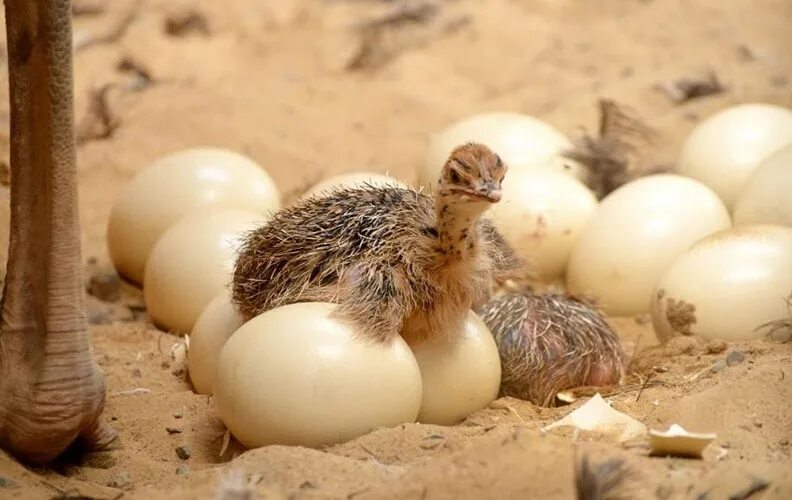 Где высиживают яйца. Африканский страус высиживает яйца. Яйцо африканского страуса. Яйца нанду. Яйцо страуса нанду.