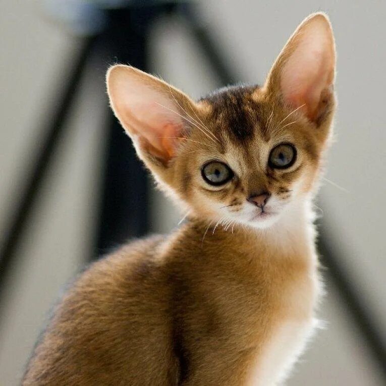 Какая порода кошек самая ручная. Абиссинская кошка. Абиссинская кошка котёнок. Кот породы абиссинец. Абиссинская кошка абиссинка.