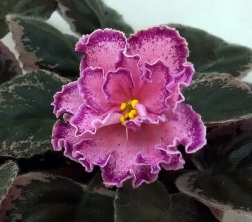 Фиалки фото сорт ле