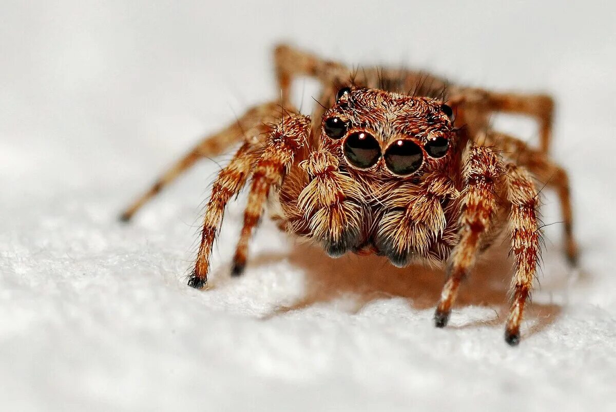 It s getting spider