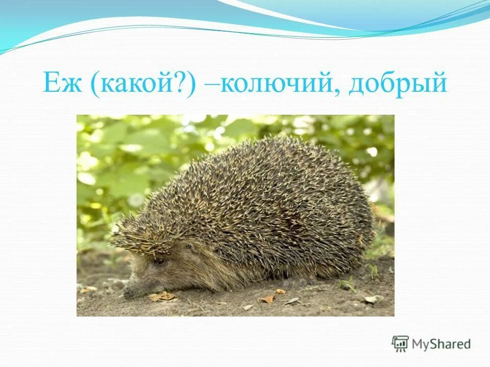 Ежик какой прилагательные для детей. Признаки ежика. Размер лесного ежа. Прилагательные к ежики. Еж какой прилагательные.