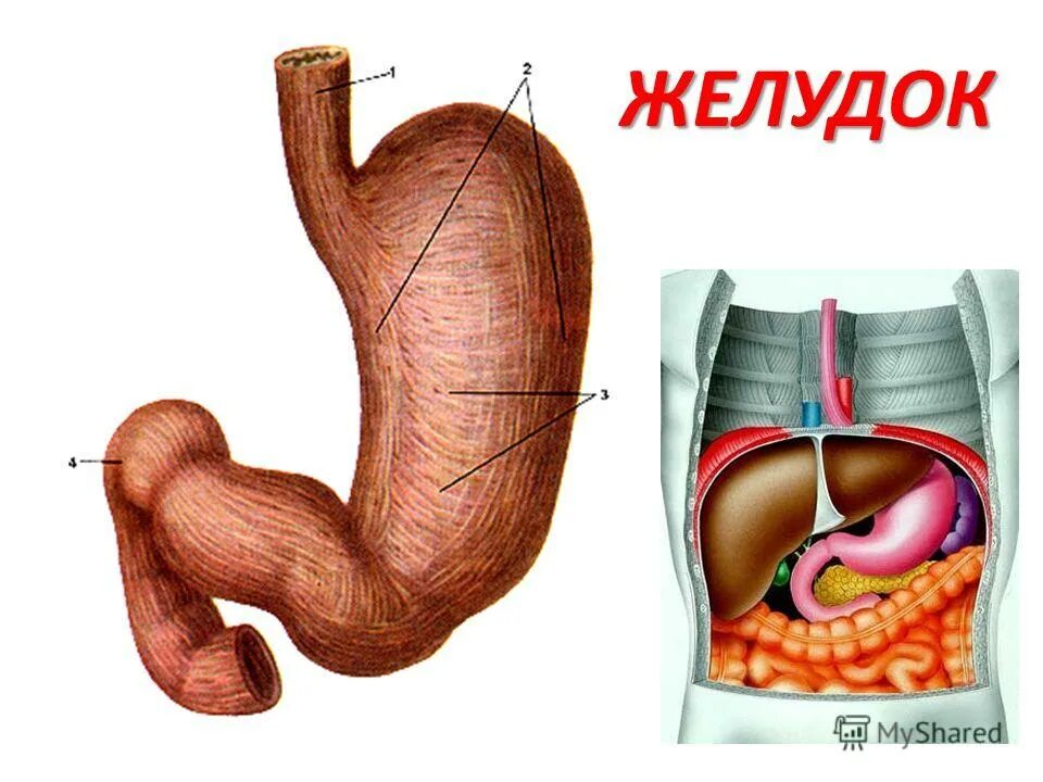 Где расположен желудок 2 класс окружающий мир. Где расположен желудок 2 класс окружающий мир. Где расположен желудок 2 класс окружающий мир. Строение желудка человека. Где расположен желудок 2 класс окружающий мир.