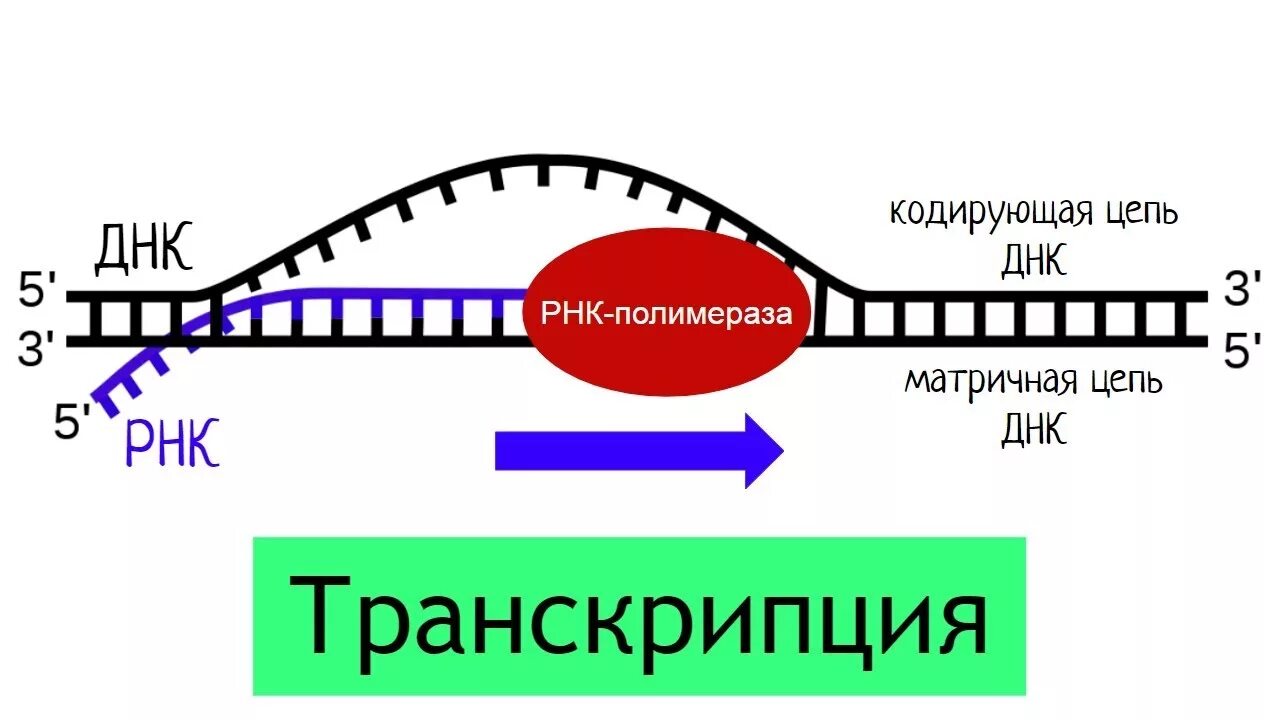 Короткие цепи днк. Транскрибируемая цепь РНК. Строение транскрипции ДНК. Схема процесса транскрипции. Транскрипция РНК.
