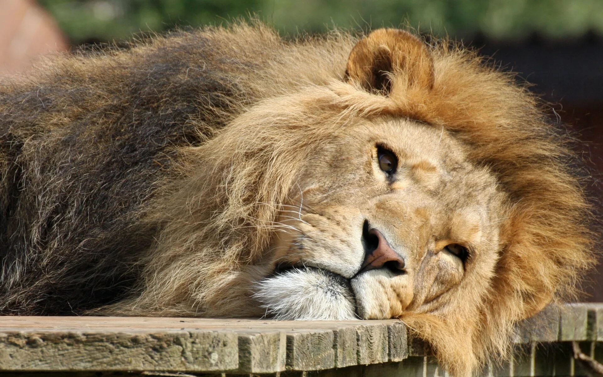 Грустный лев. Лев обиделся. Обиженные лев. Львица бьет льва. Лев.