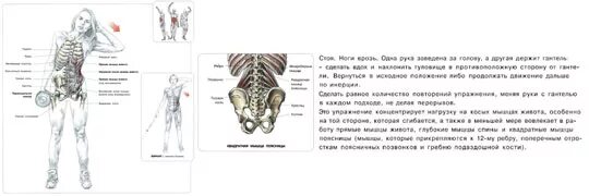 Поворот туловища какие мышцы. Поворот туловища какие мышцы