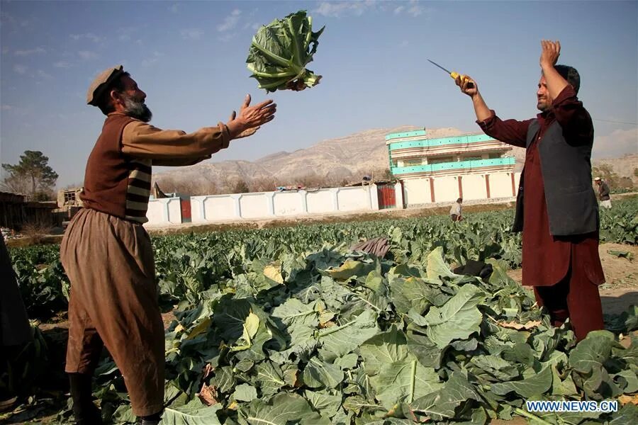 афганистан сельское хозяйство. афганистан сельское хозяйство опиум. афганистан в 19 веке кратко. сельское сельское хозяйство афганистана. хозяйство афганистана.