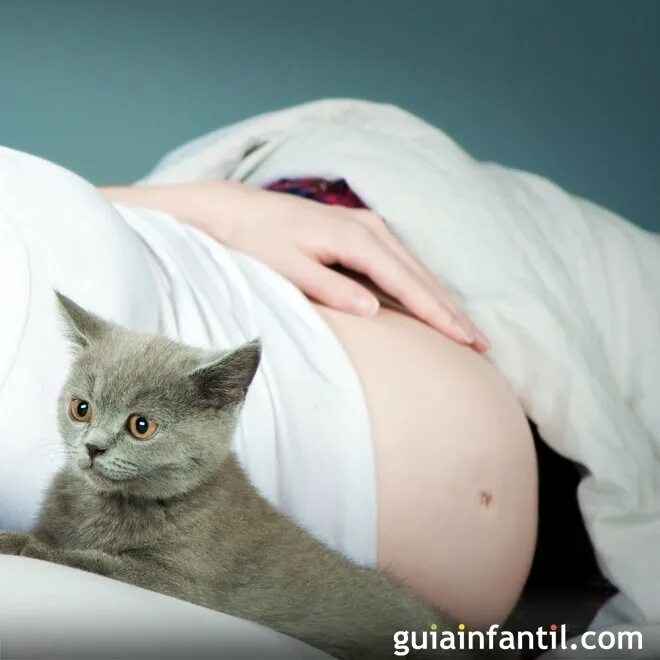 Почему беременным нельзя гладить. Почему нельзя гладить бродячих собак. Почему беременным нельзя гладить. Беременная от животных. Коты и беременные женщины.