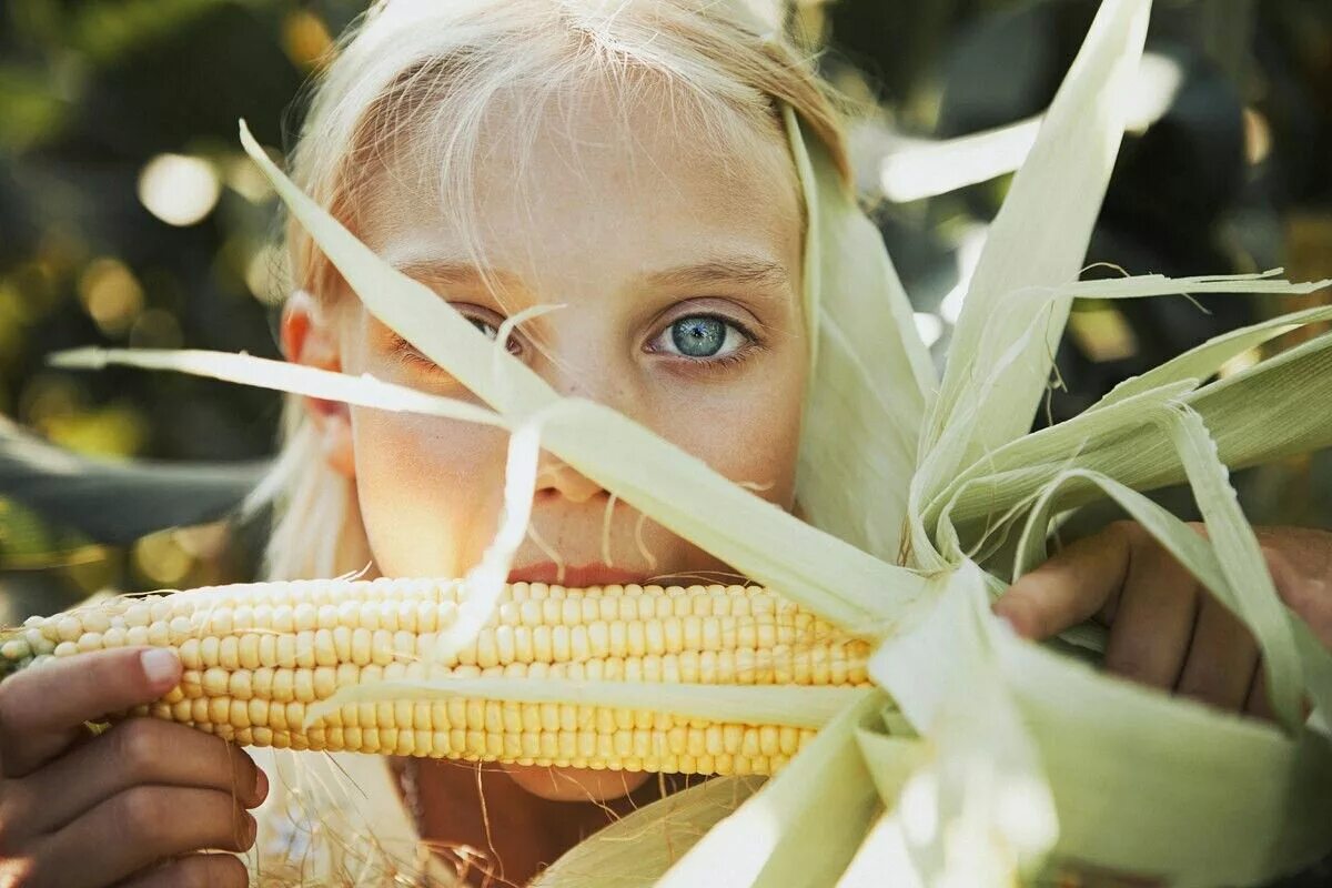 Кукурузная девушка. Фотосессия в кукурузном поле девушка. Девушка с кукурузой. Фотосессия в кукурузном поле. Девушка ест кукурузу.