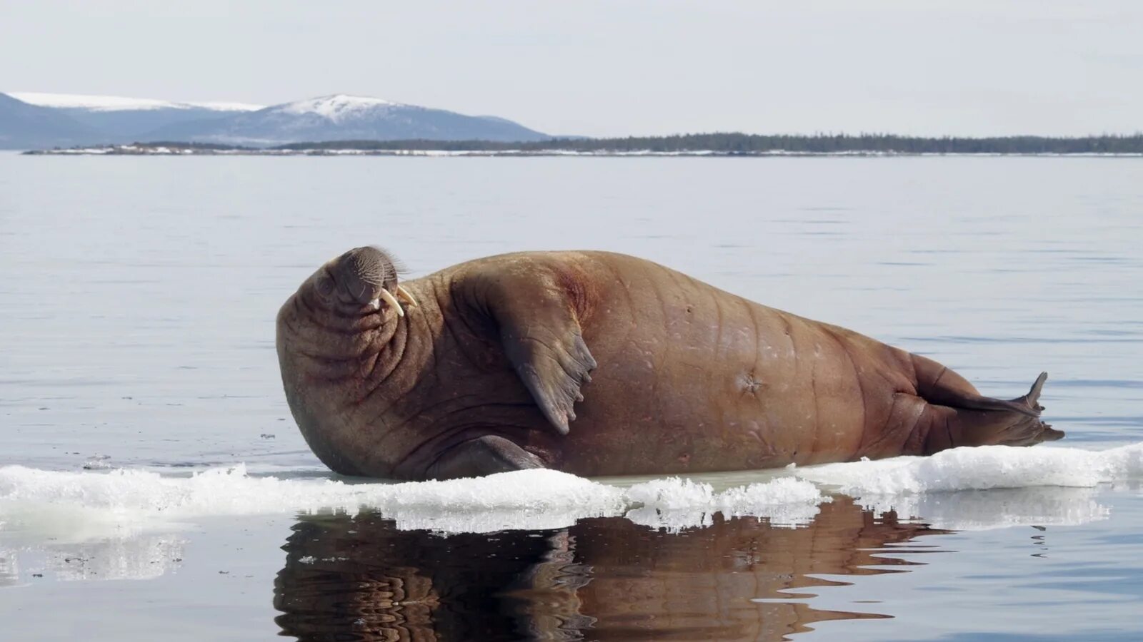 Заповедник моржей. Заповедник моржей