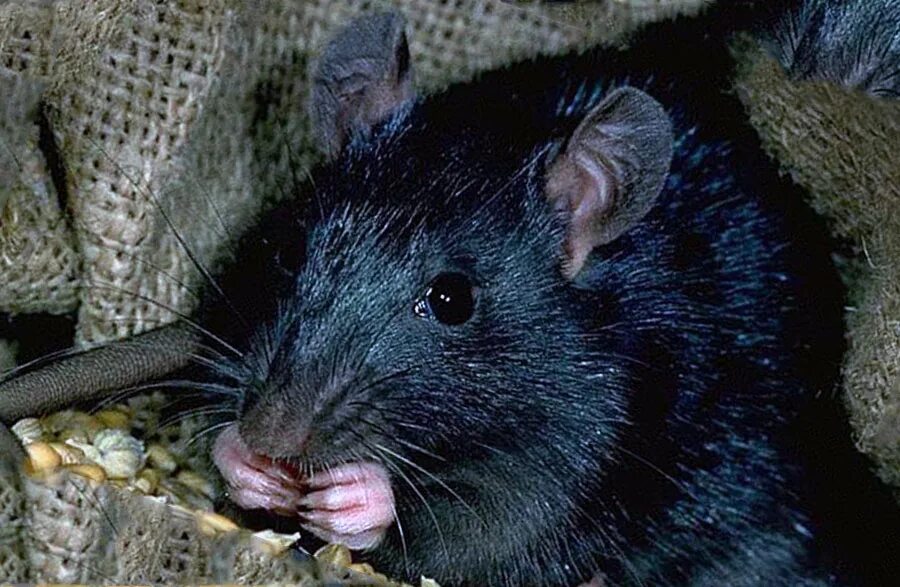 Черная крыса название. Черная крыса. Серая и черная крысы. Грызун черный похож на крысу. Белая крыса с черным носом.