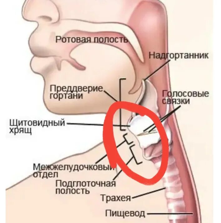 Болит гортани при надавливании