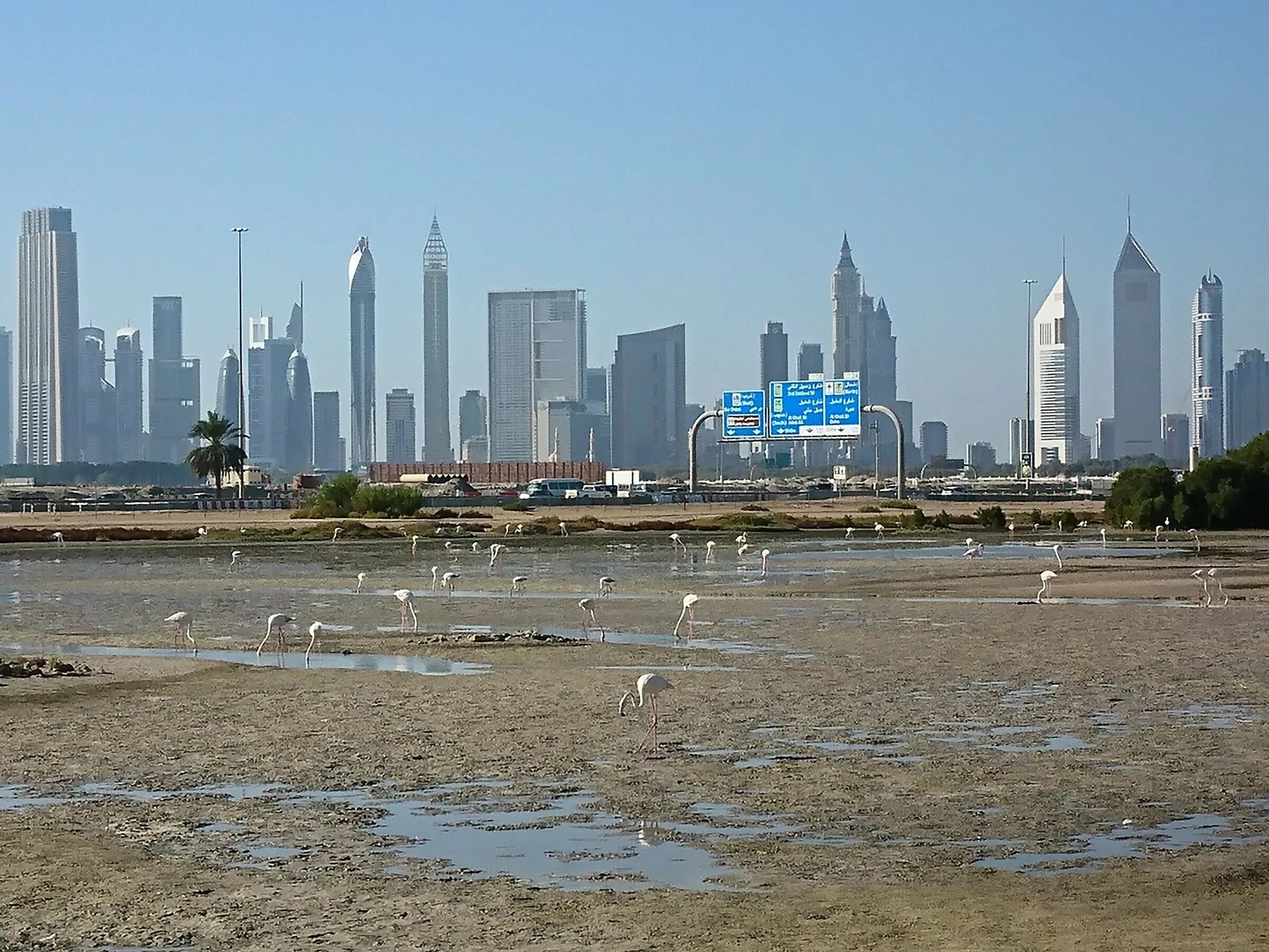 Рас аль хор. Ras al Khor Дубай. Dubai заповедник рас-Аль-хор. Дубай крик заповедник. Заповедник Фламинго рас-Аль-хор.