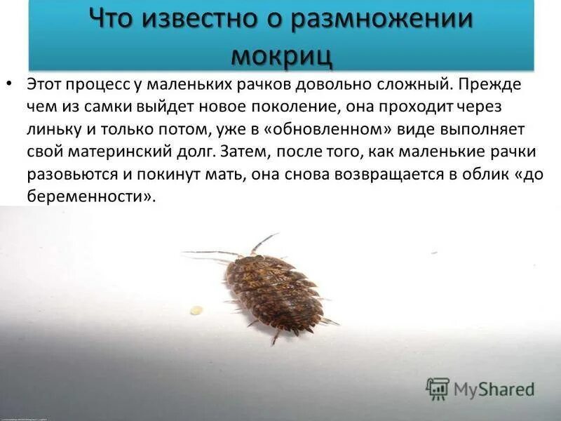 Сделайте описание мокрицы по следующему плану впр. Мокрица среда обитания. мокрица биология. как размножаются мокрицы. как размножается насекомое мокрица.