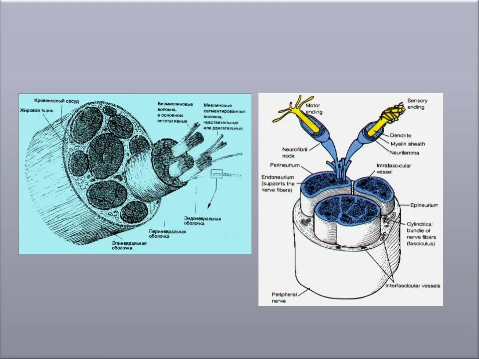 Строение нерва рисунок. Строение нервов. Структура нерва. Внутреннее строение нерва.