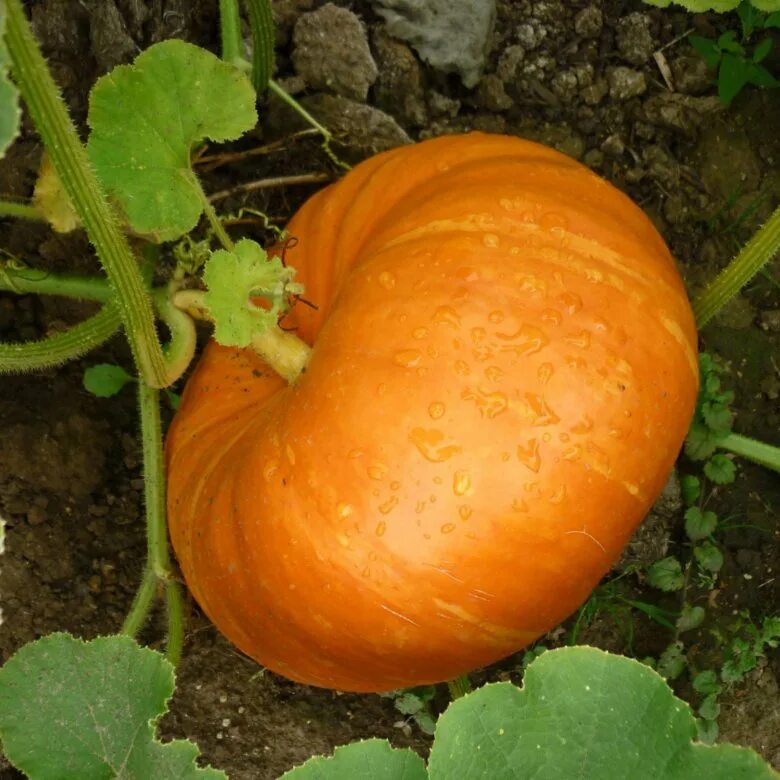 Тыквы уход в открытом грунте. Тыква красная баронесса. тыква дачная. тыква кустовая золотая. тыквы продаются.