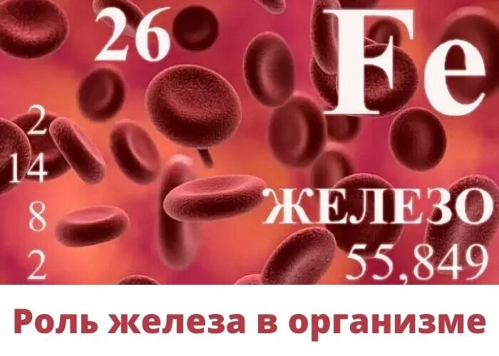 Роль элемента железа в организме. Кровь и железо. Арго железо. Железо в организме. Железы организма человека.