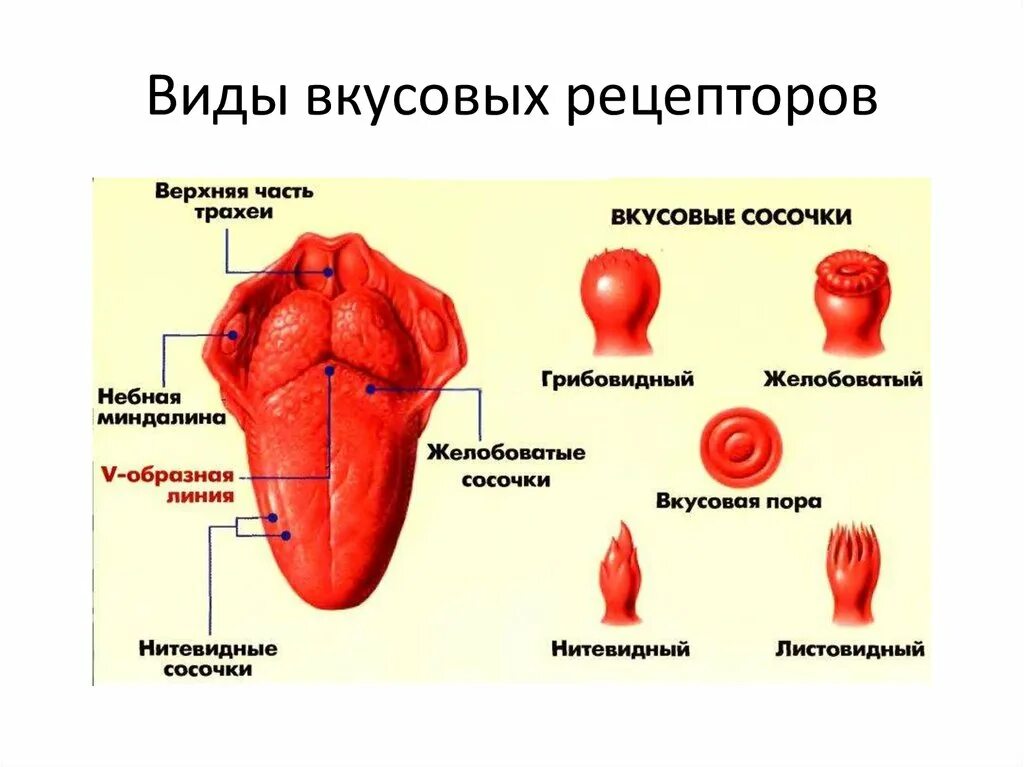 Строение органа вкуса рисунок. Вкусовой анализатор строение сосочки. Строение органа вкуса и виды вкусовых сосочков. Строение органа вкуса. Вкусовой сосочек.