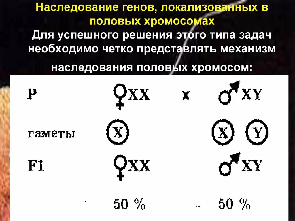 Половые хромосомы петуха