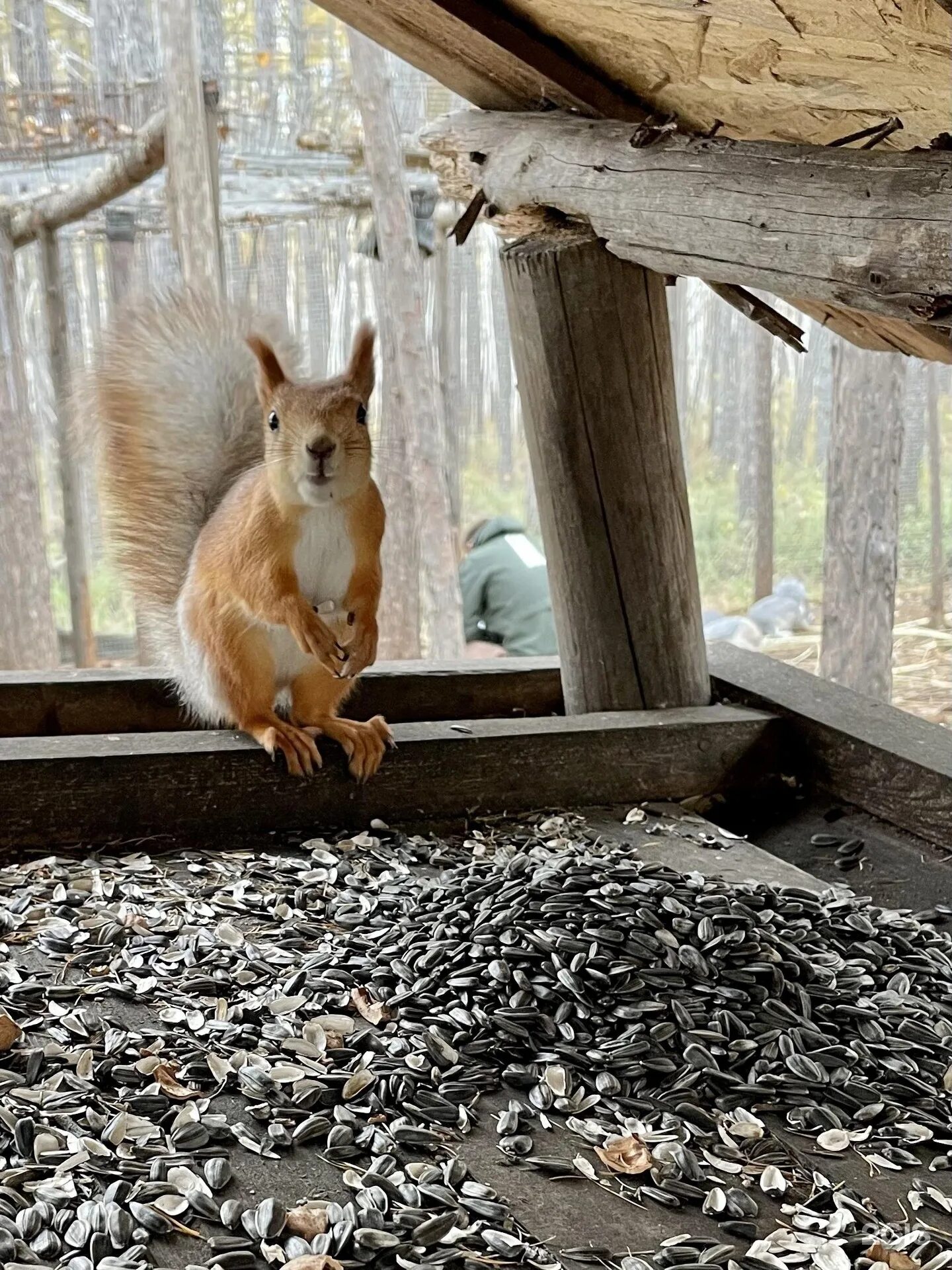 База отдыха мишкина берлога. Мишкина берлога. Медвежья берлога комсомольск. Мишкина берлога комсомольск. Мишкина берлога.