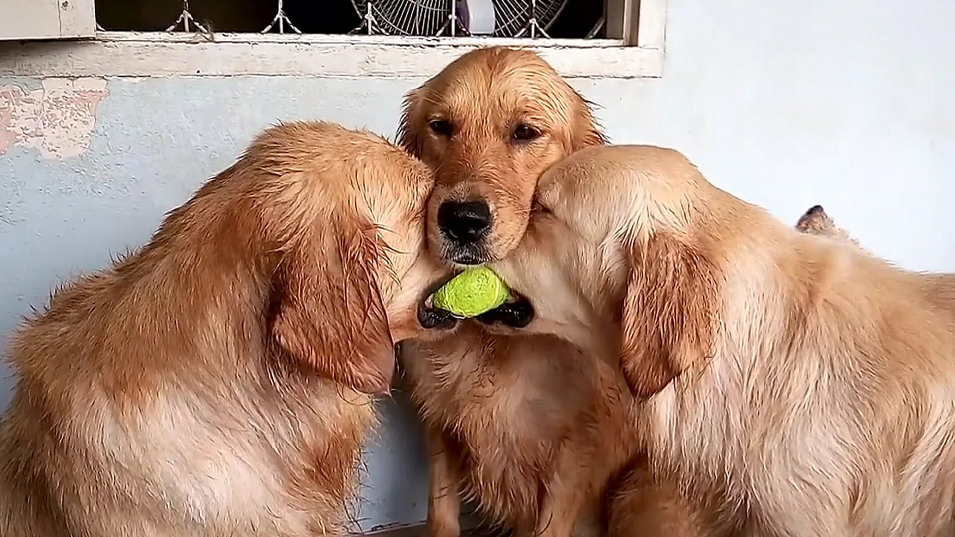 Включи смешные видео собака. Обнаглевшие животные. Funny Dog ретривер. Приколы с собаками видео. Видеоролики приколы с животными.