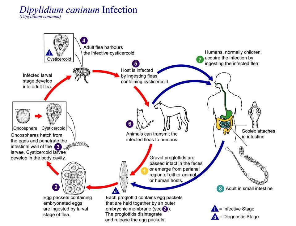Dipylidium caninum. Дипилидиоз жизненный цикл. Цикл развития тыквовидного цепня схема. Цикл развития тыквовидного цепня. Дипилидиоз собак цикл развития.