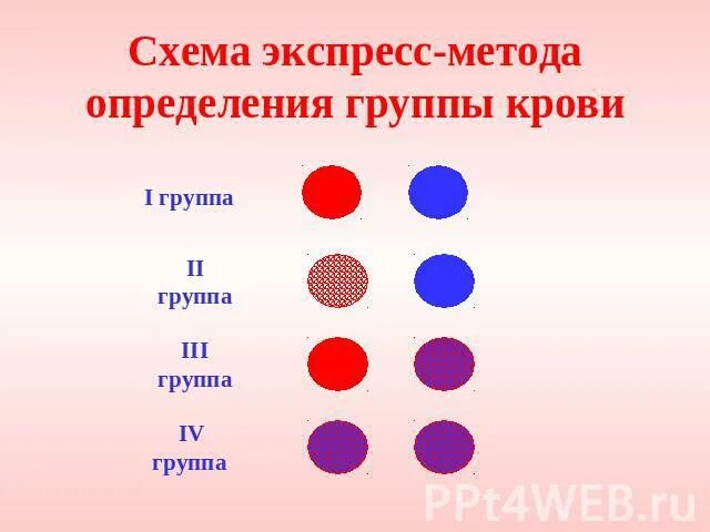 Схема экспресс метода определения группы крови. Определение группы крови экспресс методом. Экспресс тест на группу крови. Метод цоликлонов группы крови.