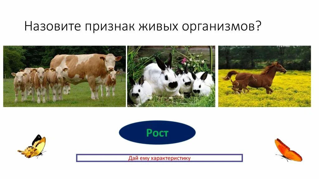 Какое свойство живых систем иллюстрируют данные диаграммы. Назовите свойства живых организмов. Свойства живого картинки. Признаки живого. Параметры живых организмов.