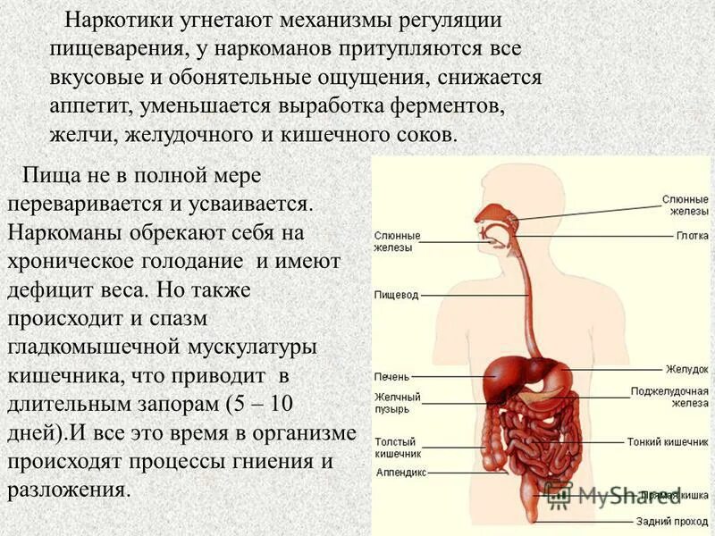 Желчь кишечного сока