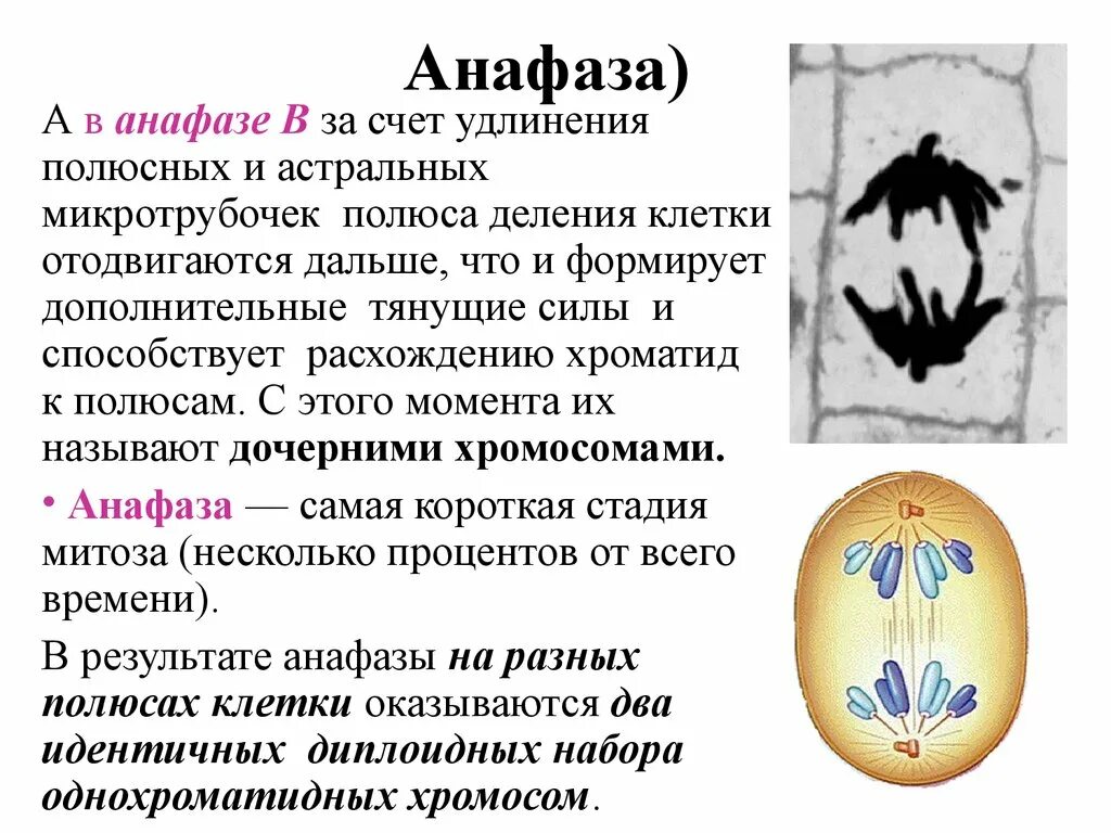 Сколько клеток в анафазе. Анафаза митоза. Анафаза это кратко. Деление клетки анафаза. Анафаза клетки.