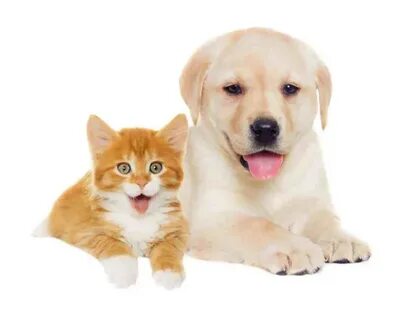 I two cats and a dog