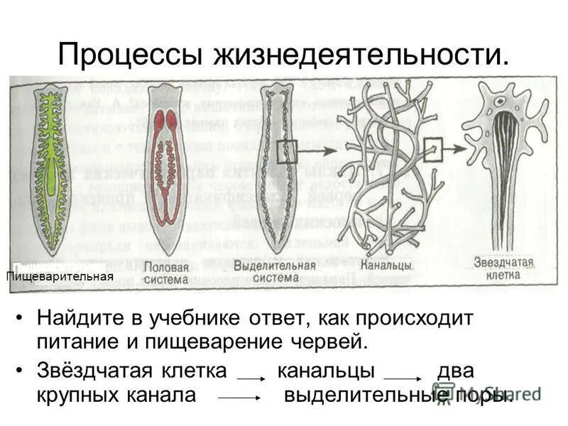 Биология 7 класс таблица плоские черви круглые черви кольчатые черви. Строение кольчатых червей. Пищеварительная система червей таблица. Тип кольчатые черви 7 класс биология. Пищеварительная система кольчатых червей 7 класс.