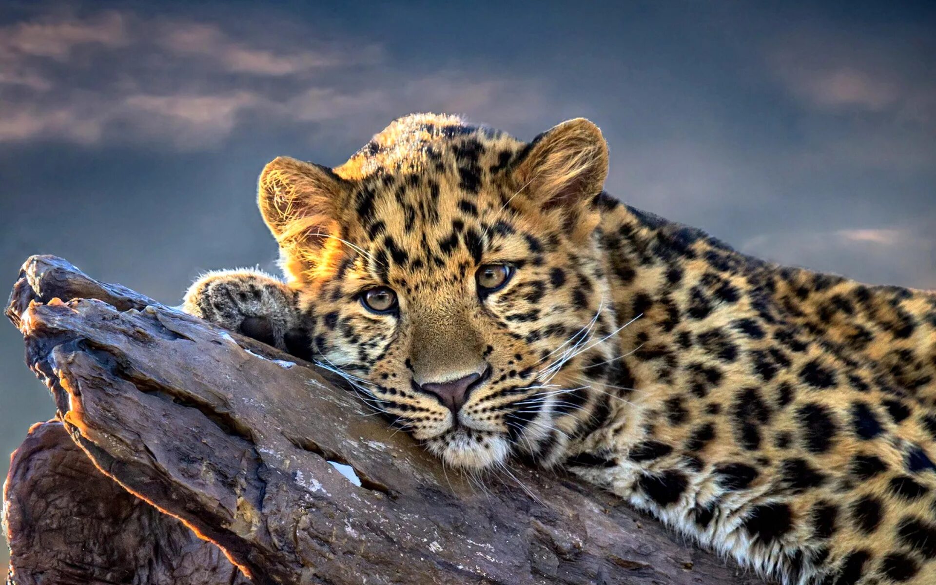 Обои на телефон на большой экран. Леопард снежный Барс Ягуар. Красивые животные. Красивый леопард. Красивые обои на рабочий стол.