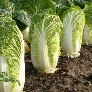 Пикируют ли пекинскую капусту