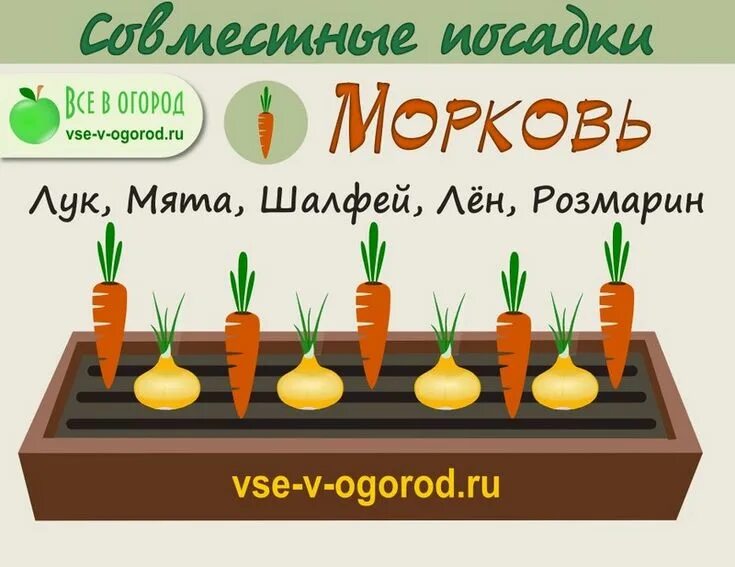 Можно ли сажать лук и чеснок вместе