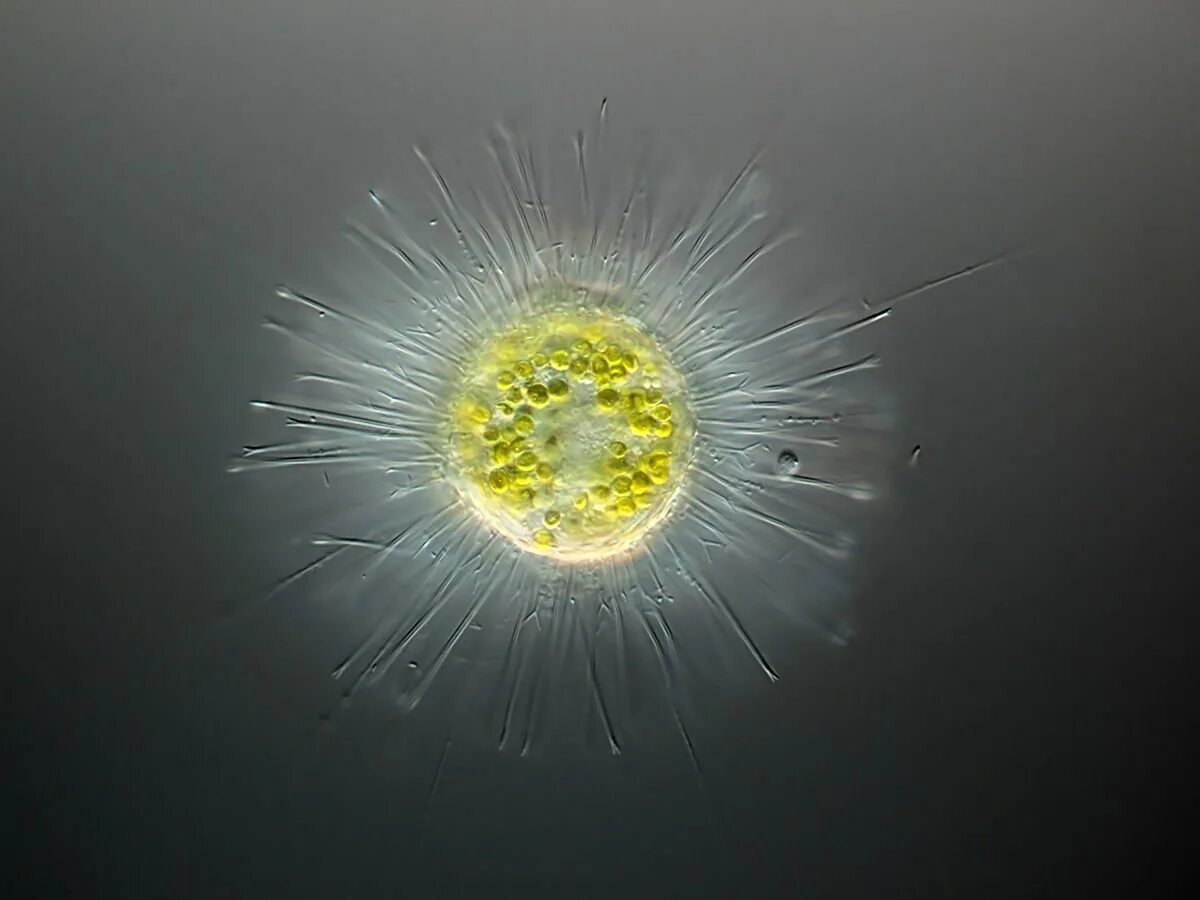 Солнечник картинки. Солнечник картинки. Солнечники (heliozoa). Саркодовые солнечники. Обыкновенный солнечник.