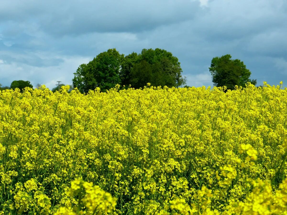 Яровой рапс 6 букв сканворд. Яровой рапс 6 букв сканворд. Oleifera). Яровой рапс 6 букв сканворд. Гибриды рапса.