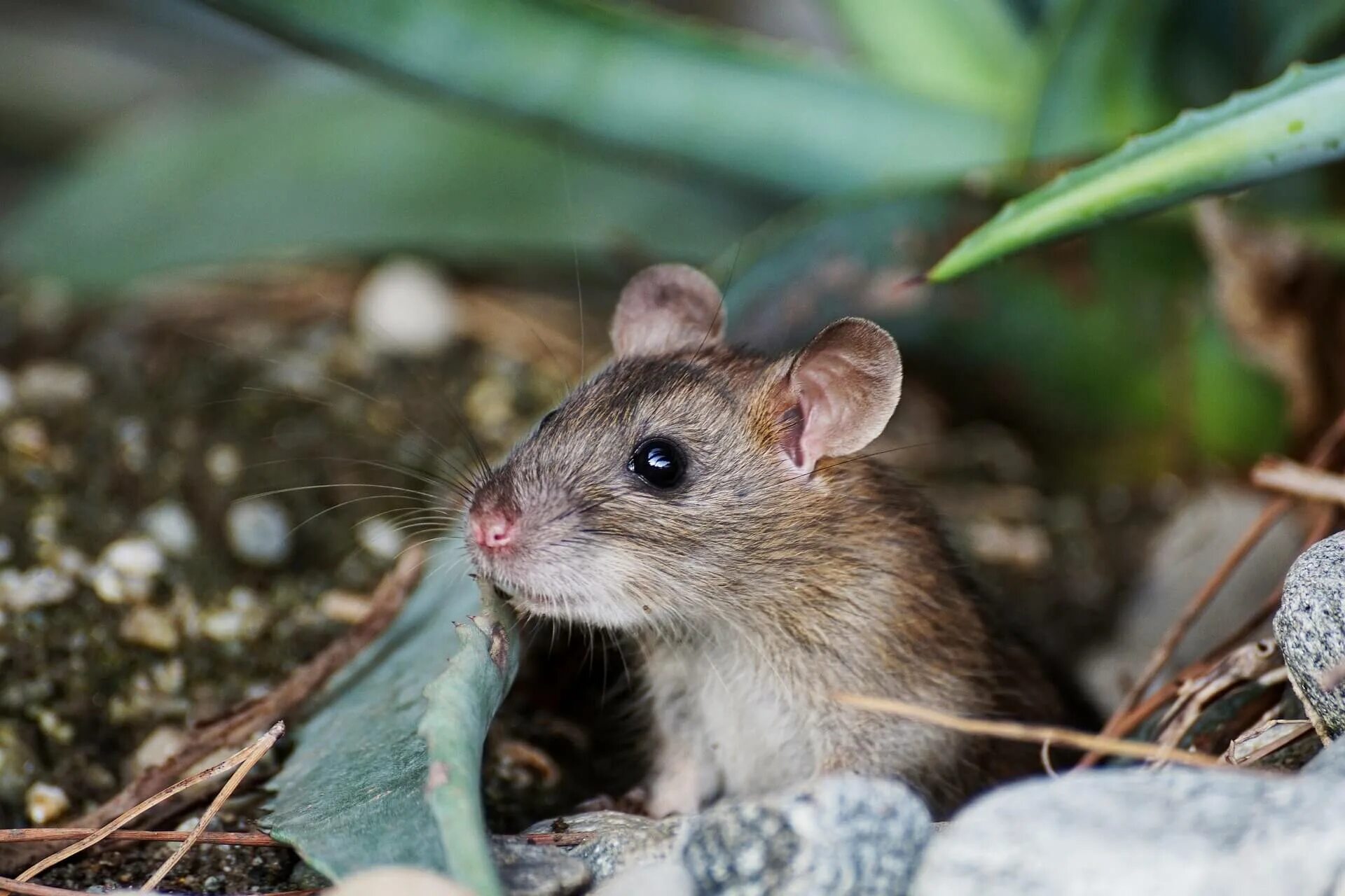 Мышь иглистая. Мышка Живая. Серая мышь. МЫШЕОБРАЗНЫЙ грызун. F mice