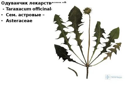 Структура листа одуванчика