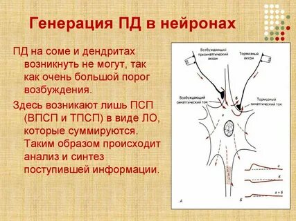 Потенциал нейрона