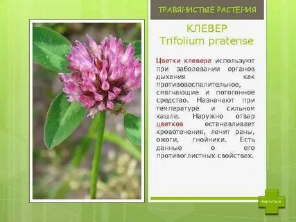 Чем полезен клевер луговой