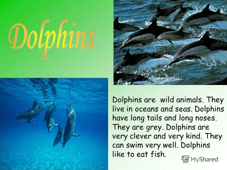 My favourite animal 4 класс. рассказы о животных на английском языке. What kind of animals. проект по английскому языку про слона. Zoo картинка для описания.