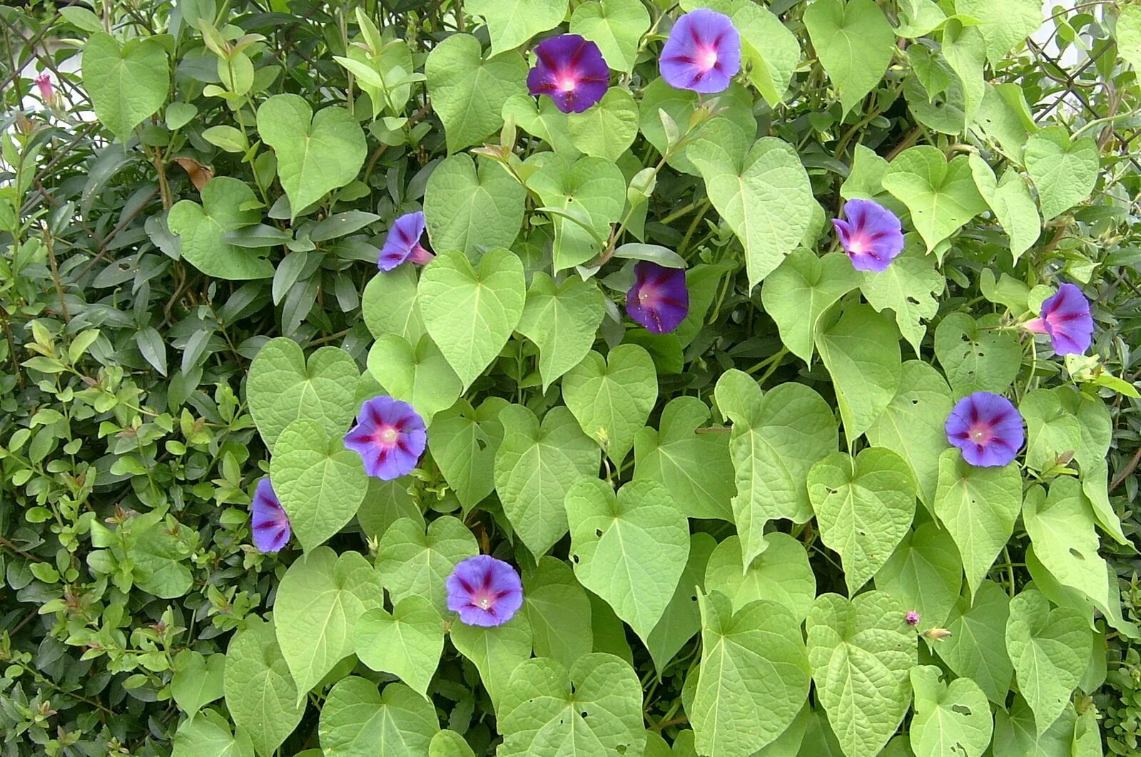 Ипомея пурпурная. Ипомея виды. Вьюнок ипомея heavenly blue. Ипомея вьюнок. Ипомея виды.