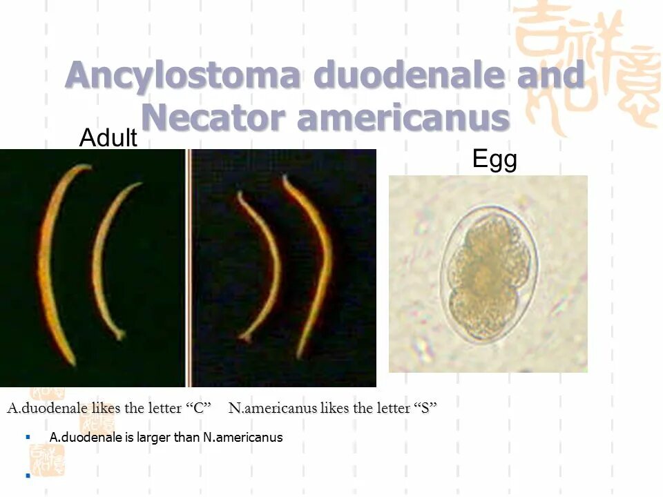 Анкилостоматидозы плотоядных животных. Анкилостомоз у кошек. Анкилостома геогельминты. Анкилостомоз у кошек. Анкилостоматидозы плотоядных животных.