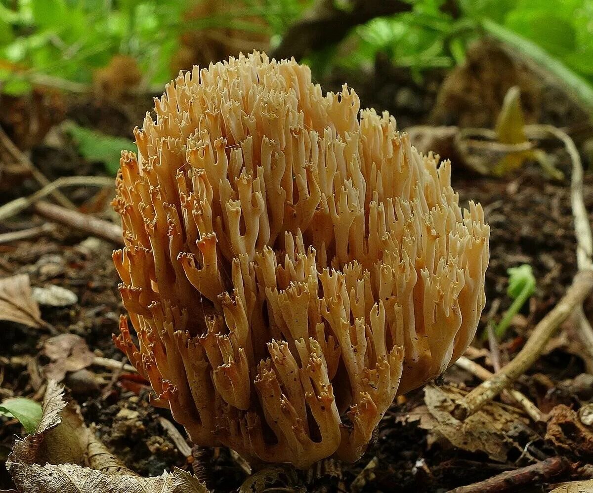 Ежовик коралловый гриб. Коралловый Рогатик гриб. Ежовик коралловый гриб съедобные. Ежовик игольчатый.