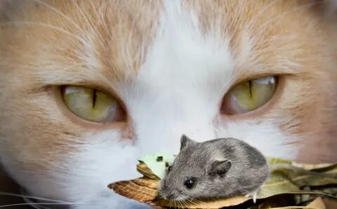 Кошка ловила мышь во сне