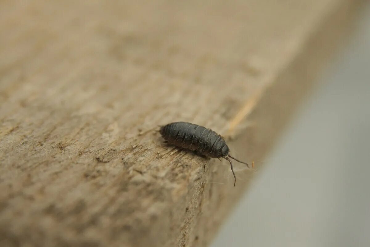 жучки мокрицы. мокрица маленькая. мокрица маленькая. мокрица чешуйница кожеед. мокрица чешуйница.